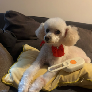 Cepillo a Vapor, Masajeador Recargable